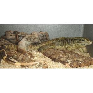Two small monitor lizards resting on rocks in a terrarium.