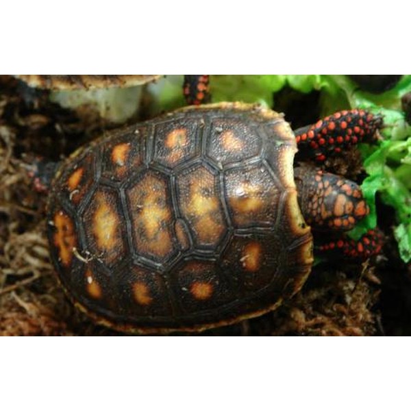 Small turtle with a dark shell dotted with orange patches, and red-speckled legs among green plants.