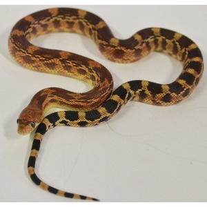 Corn snake with orange-brown saddles and black borders, coiled on a light surface.