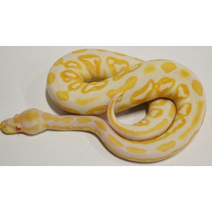 Coiled yellow‑and‑white patterned snake with pink eye on a white surface.