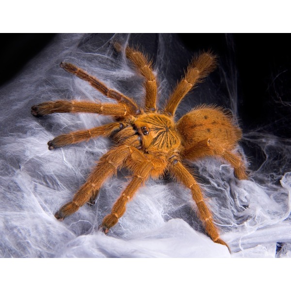 Close-up of orange hairy tarantula on white web-like silk.