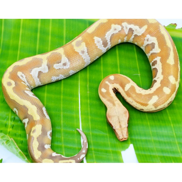 Brown and tan patterned snake resting on a large green leaf.