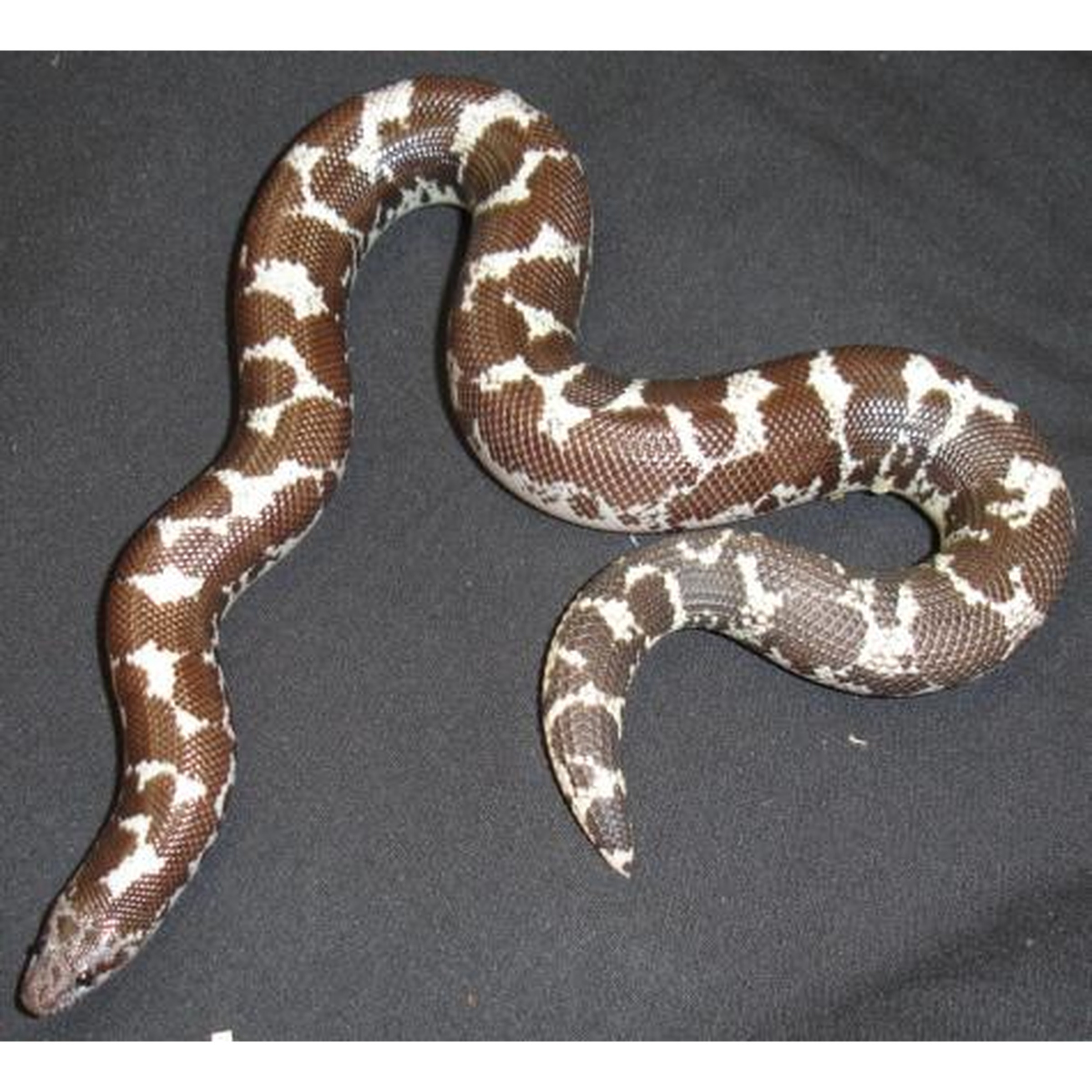 Brown and white patterned snake on dark fabric, curled with its head near the left.