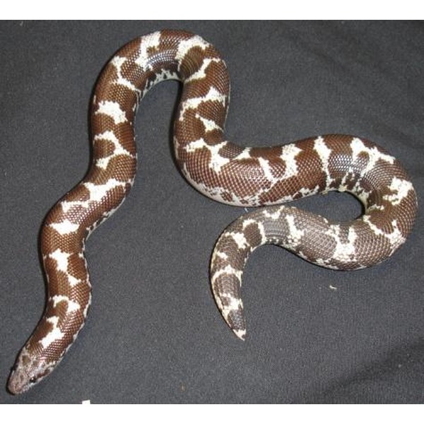 Brown and white patterned snake on dark fabric, curled with its head near the left.