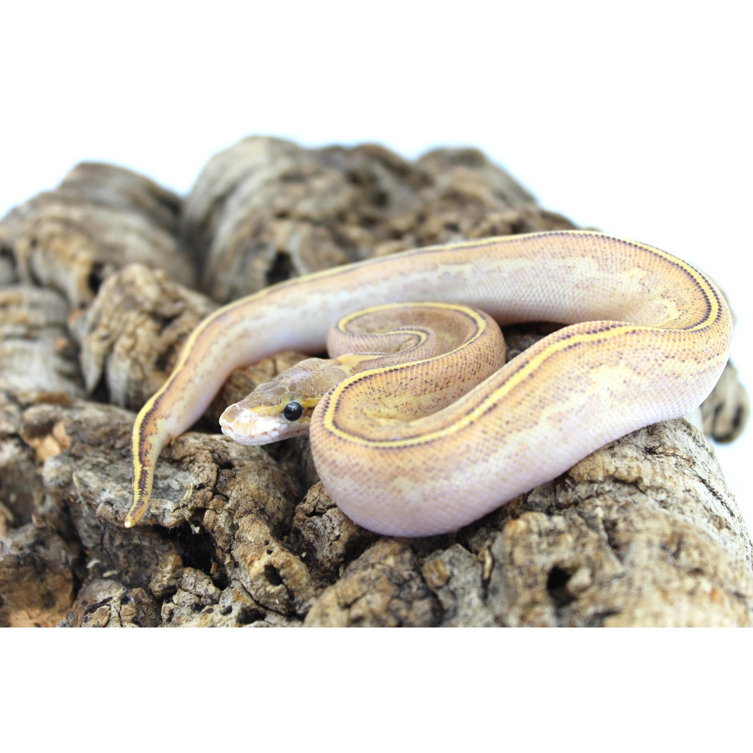 Coiled pale yellow-brown snake with a dark back stripe resting on rough rocks.