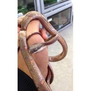 Rusty leather horse bridle strap looped around a hand, with metal rings.