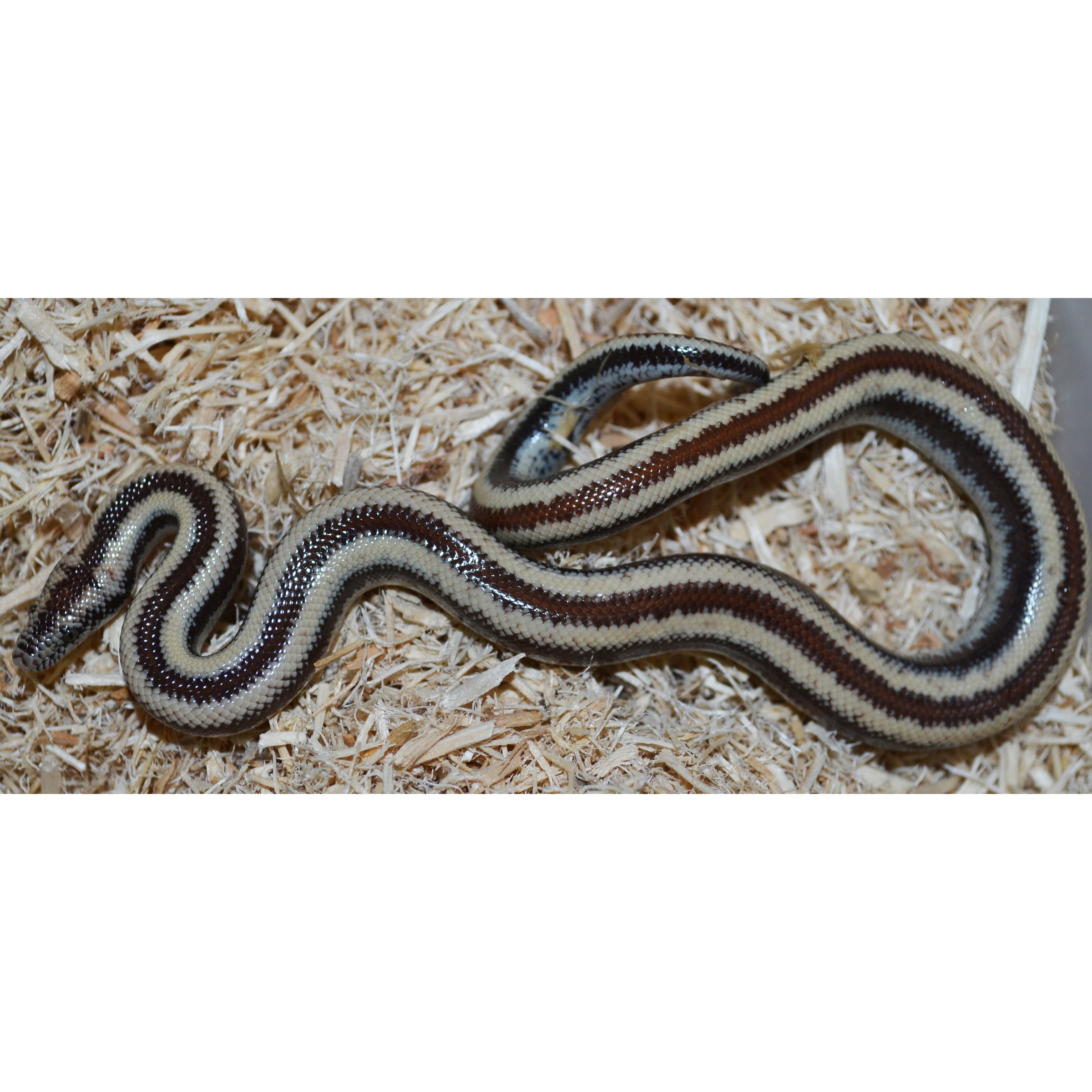 Coiled snake with cream, brown, and black banded pattern on wood shavings.