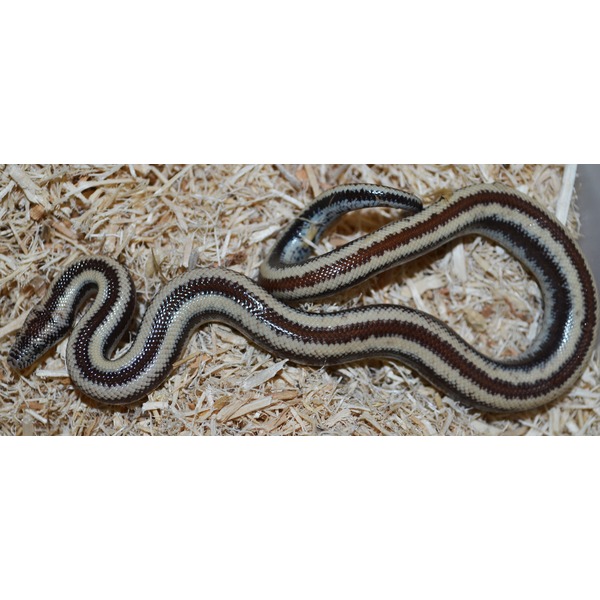 Coiled snake with cream, brown, and black banded pattern on wood shavings.
