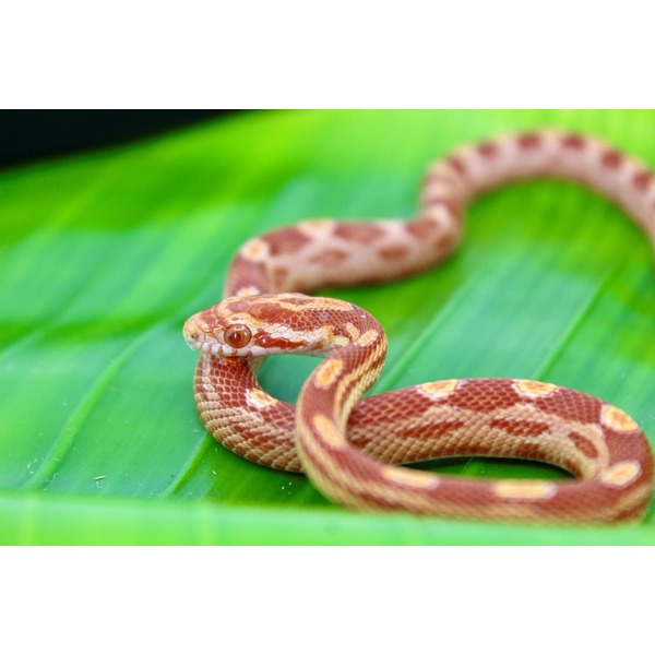 Red-brown patterned snake coiled on a bright green leaf, with orange-tan markings and red eyes.