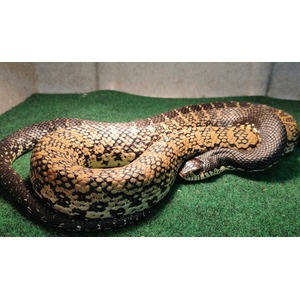 Coiled snake with tan, brown, and black scales on a green turf surface.