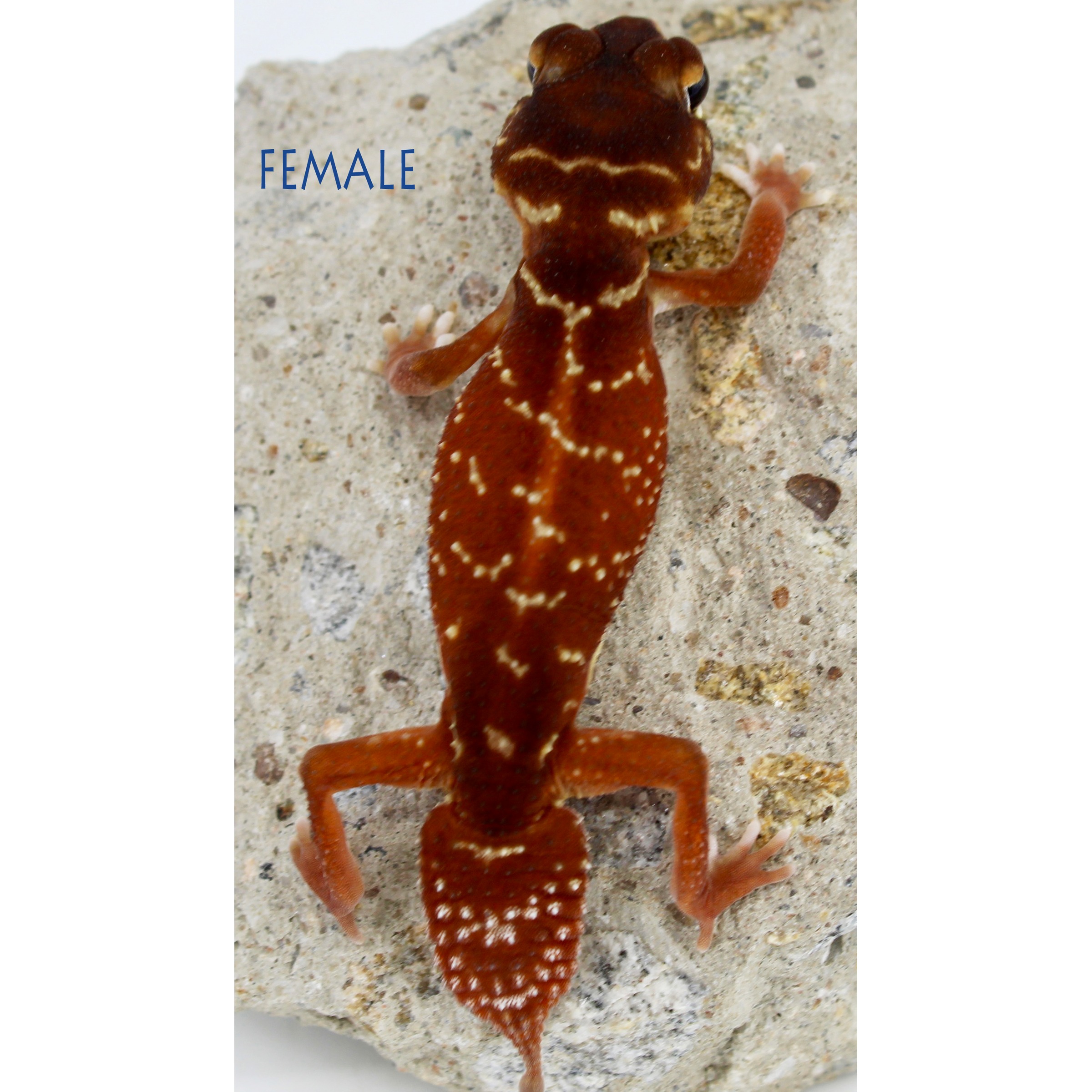 Female gecko with brown-red body and white speckles clings to a rocky surface.