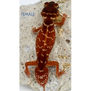 Female gecko with brown-red body and white speckles clings to a rocky surface.