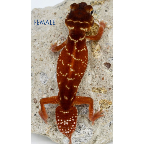 Female gecko with brown-red body and white speckles clings to a rocky surface.