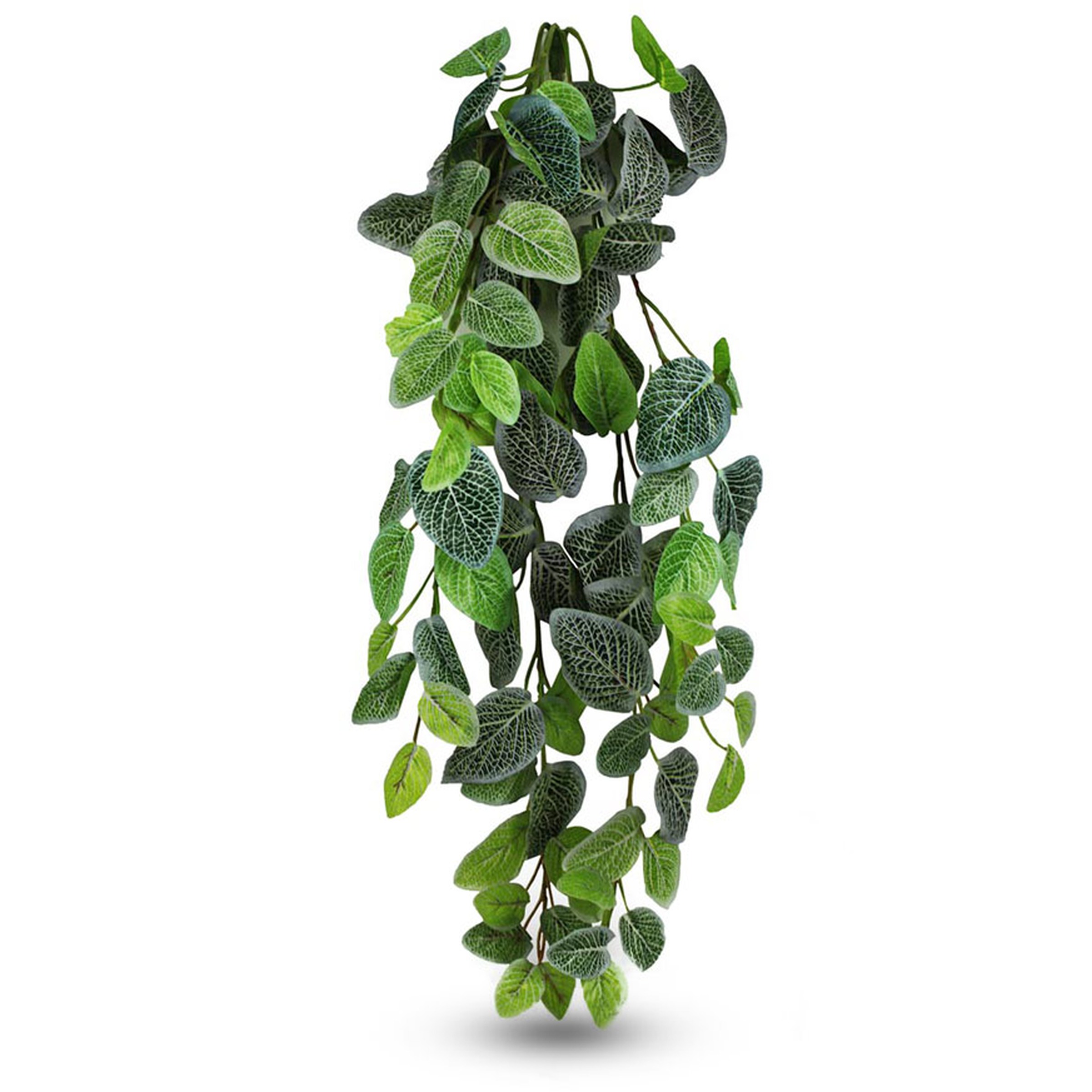 Trailing vine with oval green leaves and pale white veining, hanging against a white background.