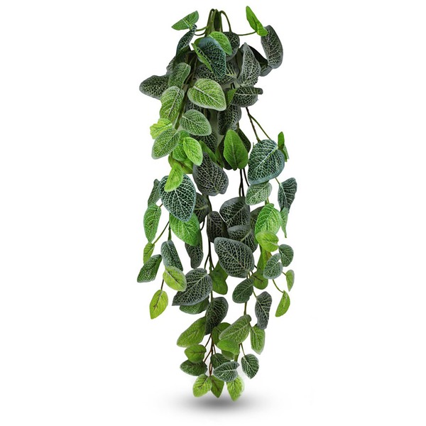Trailing vine with oval green leaves and pale white veining, hanging against a white background.