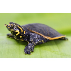 Small black-and-yellow turtle with orange stripes on its shell, head raised, on a bright green leaf.