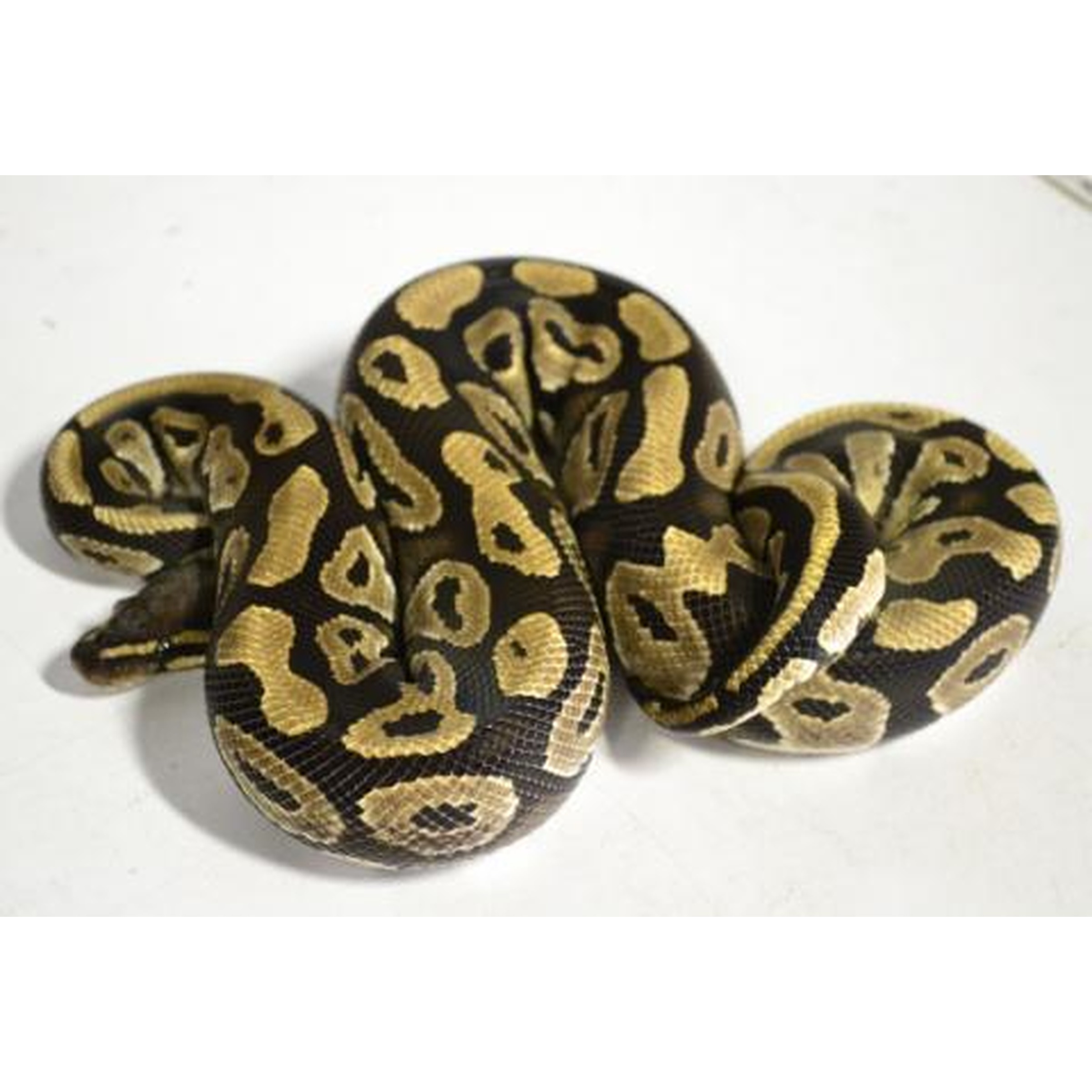 Coiled ball python with irregular tan and gold markings on dark brown scales against a white background.