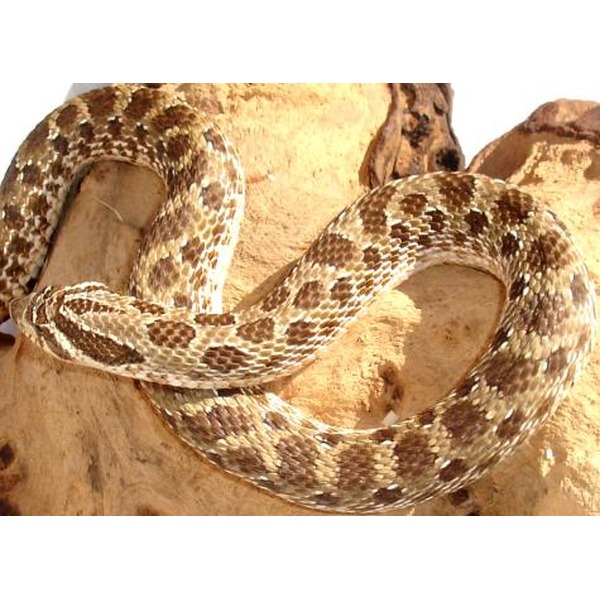 Adult Western Hognose Snakes For Sale | LLLReptile