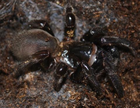 Black Trap Door Spiders | LLLReptile