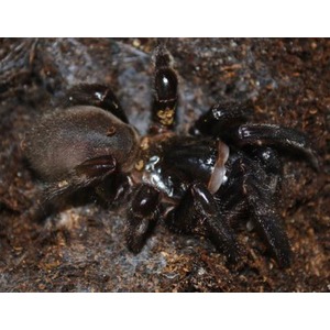 Dark black tarantula on brown rocky soil, close-up of its legs and body.