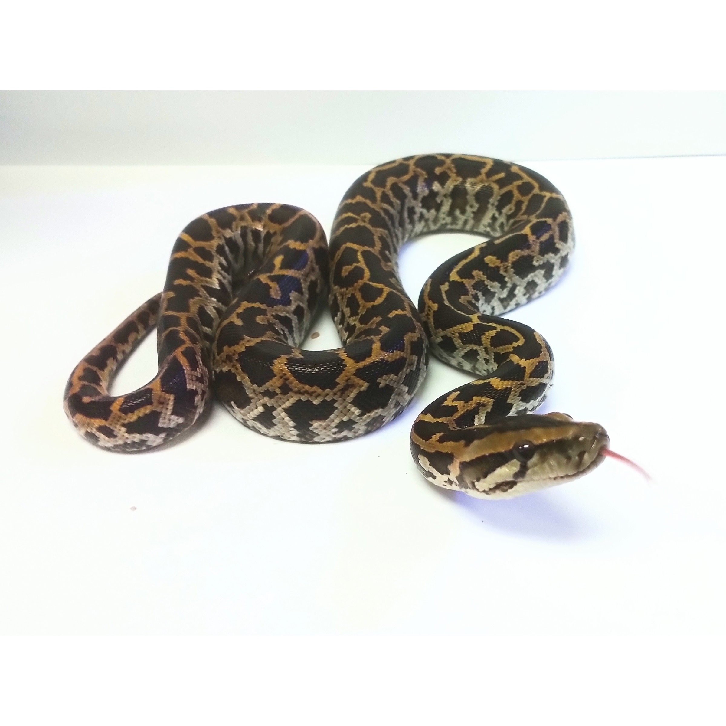 Baby Burmese Pythons | Baby Burmese Pythons | LLLReptile