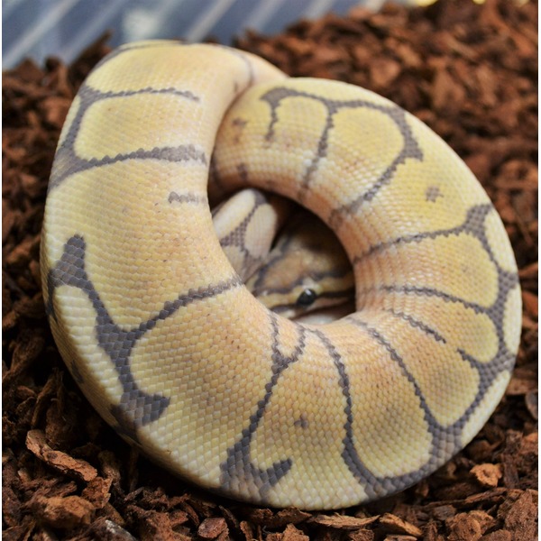 Cream-colored python with gray patch markings coiled on brown mulch substrate.