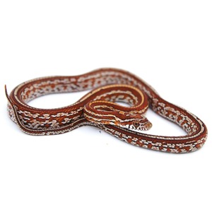 Red-brown patterned snake coiled on white background.