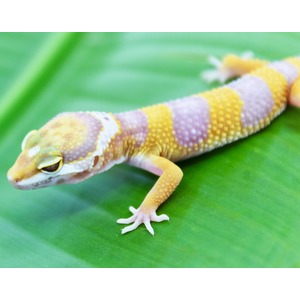 Colorful banded gecko with yellow and purple scales rests on a green leaf