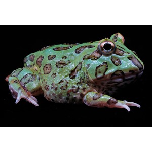 Green frog with dark brown spots and bumpy, wet skin on black background