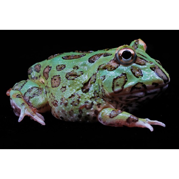 Green frog with dark brown spots and bumpy, wet skin on black background