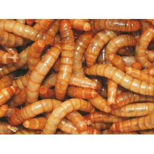 Cluster of orange, segmented mealworms piled together.