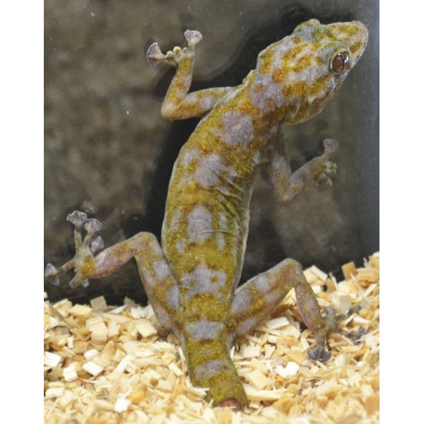 Mottled yellow-gray gecko clinging to glass, toes spread, standing on wood shavings.