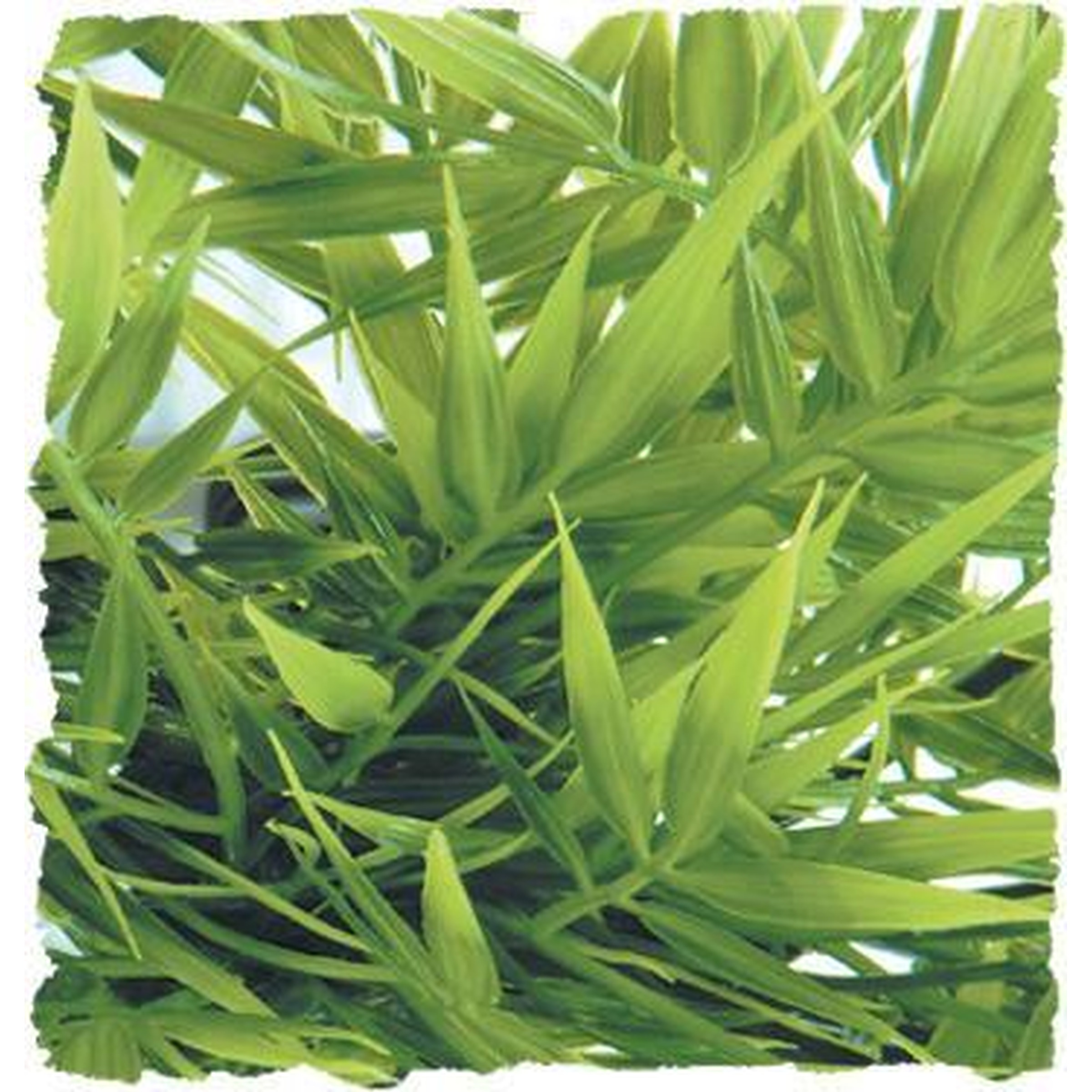 Lush green bamboo leaves overlapping with a light background.