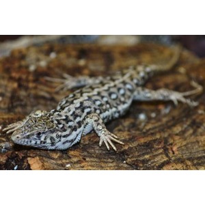 Spotted gray lizard with clawed feet resting on a textured log.