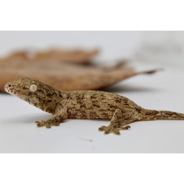 Small speckled brown gecko on a white surface with a dried leaf in the background.