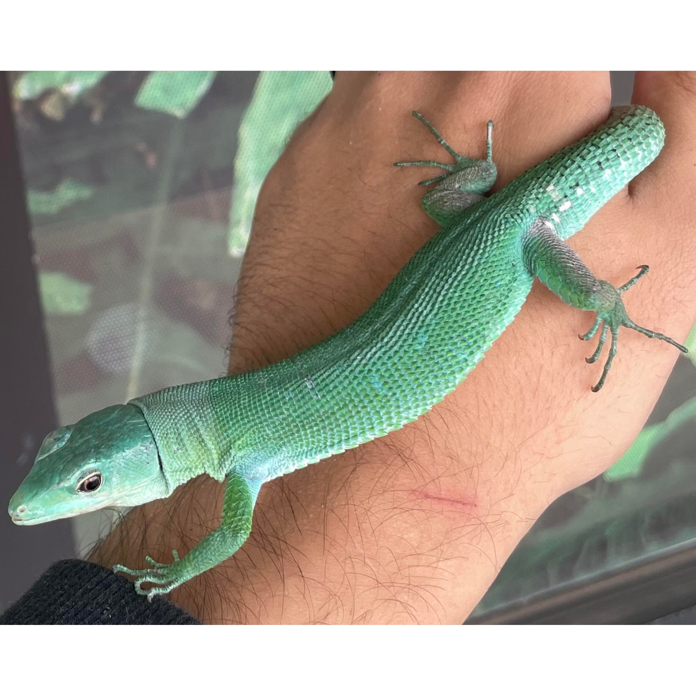 Bright green lizard with smooth scales perched on a person's forearm.