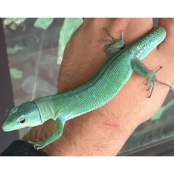 Bright green lizard with smooth scales perched on a person's forearm.