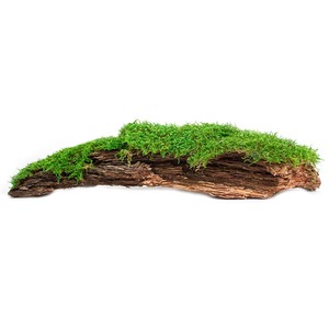 Piece of weathered wood covered in bright green moss against a white background.