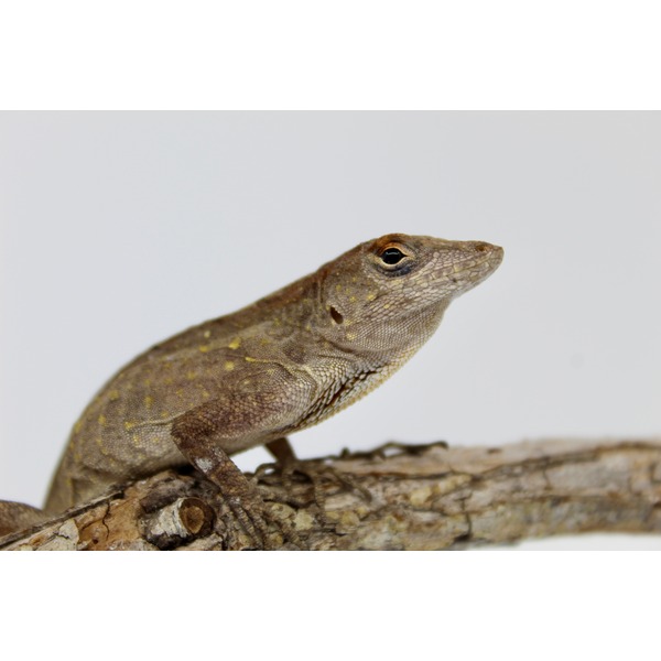 Close-up of a brown lizard perched on a textured branch, showing detailed scales and a dark eye.