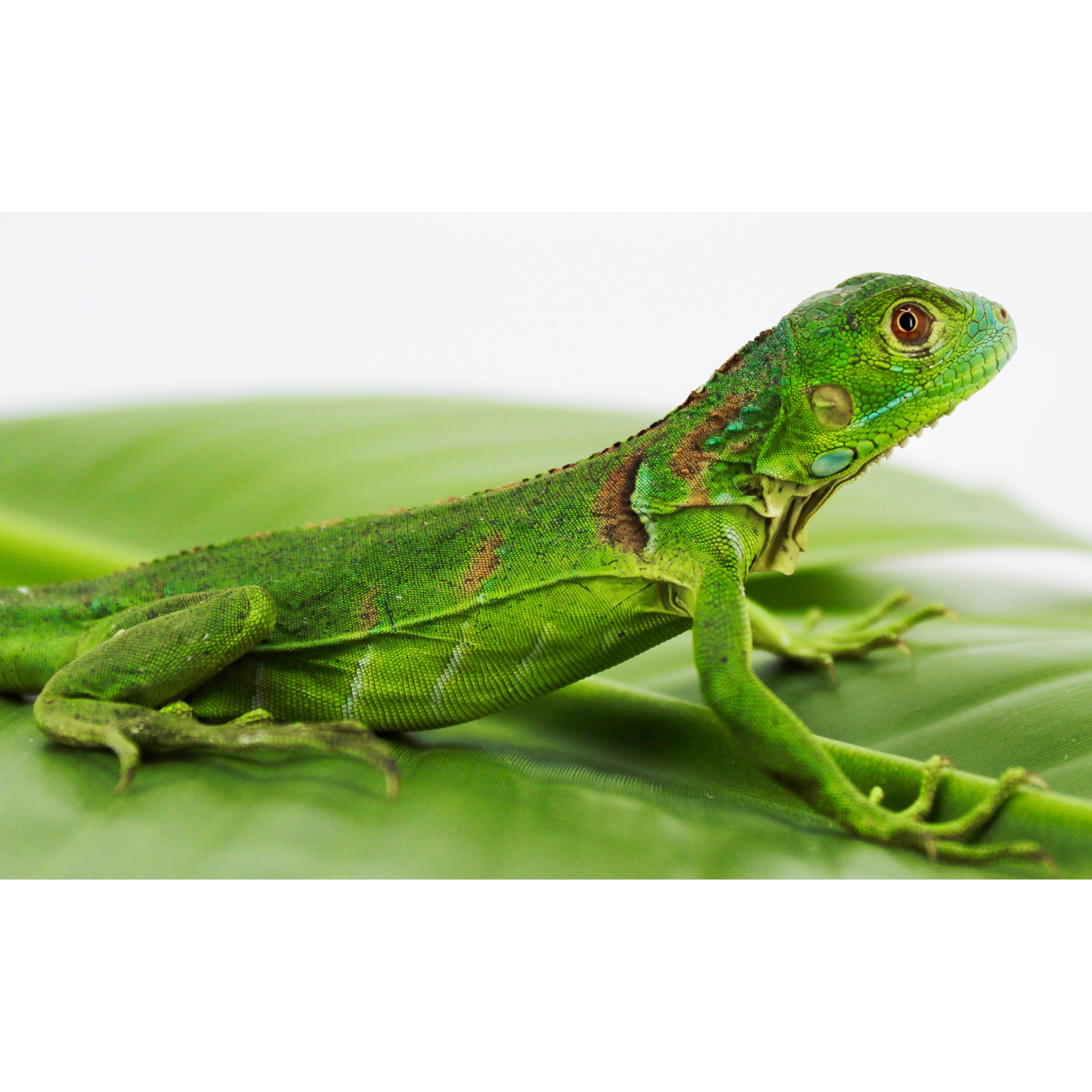 Green lizard with textured scales lounging on a broad leaf, side view, orange eye and brown markings.
