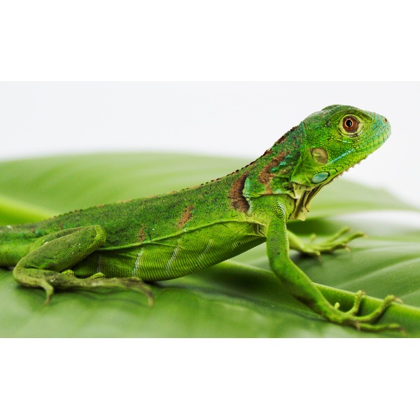 Green lizard with textured scales lounging on a broad leaf, side view, orange eye and brown markings.