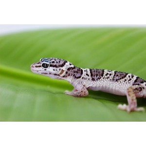Leopard gecko on a green leaf, facing left, with patterned black and white body.
