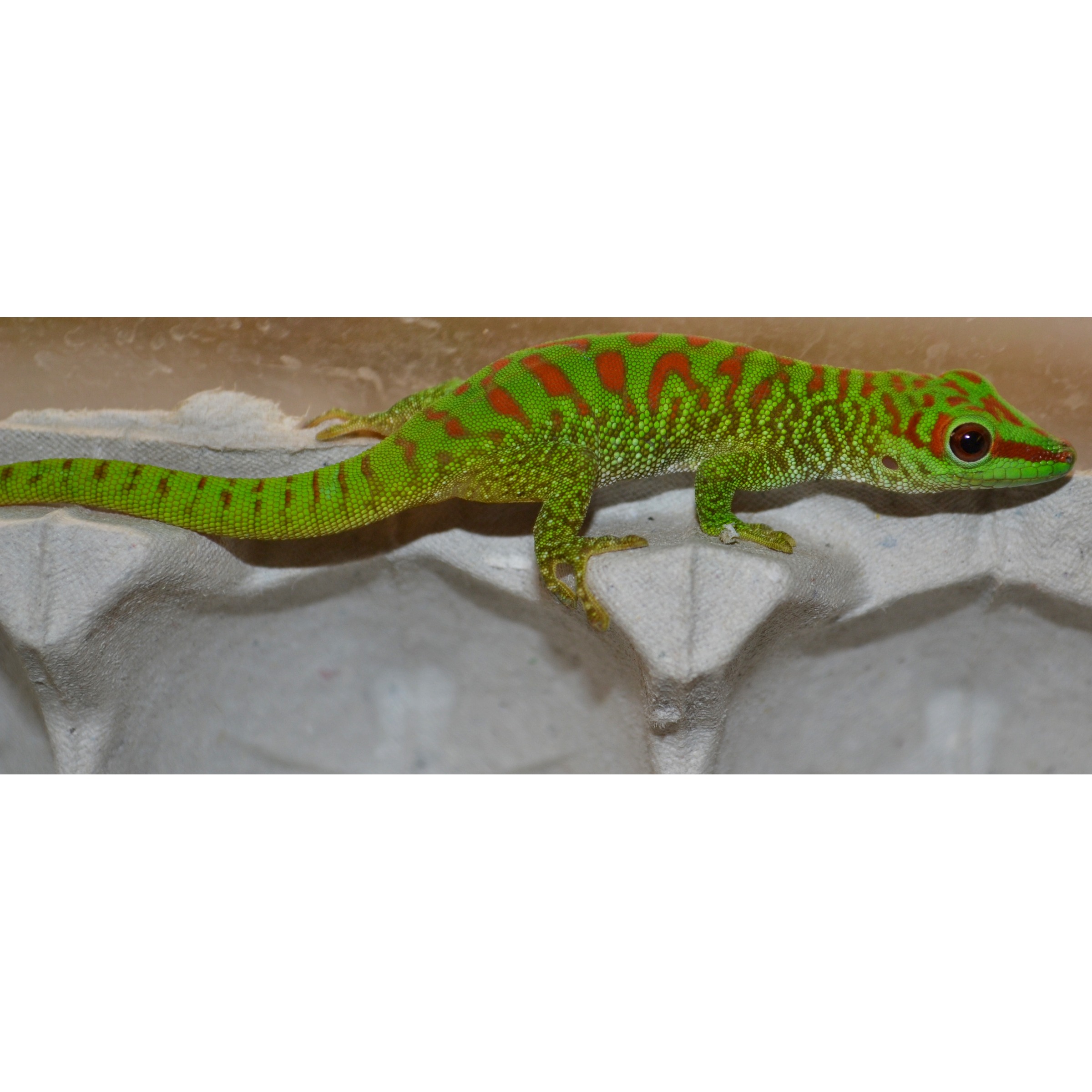 Green lizard with red markings along back and head, perched on a gray egg carton.