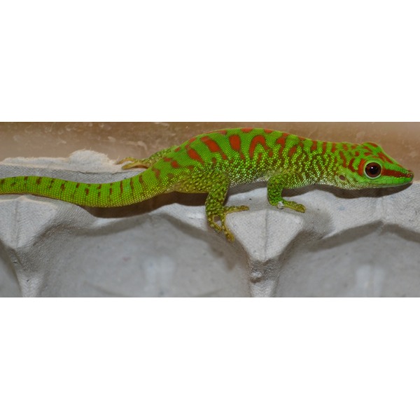 Green lizard with red markings along back and head, perched on a gray egg carton.