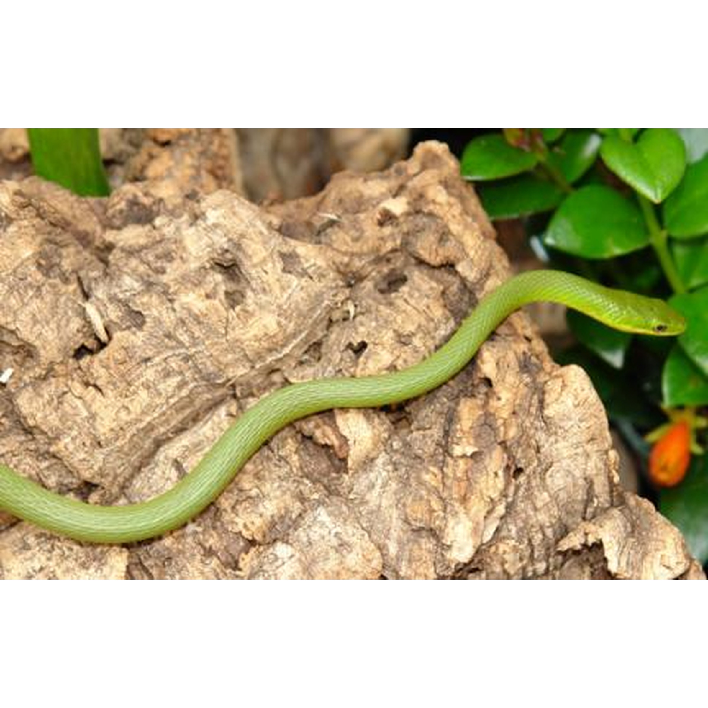 Green snake winds over a textured brown rock with green foliage in the background.
