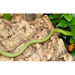 Green snake winds over a textured brown rock with green foliage in the background.