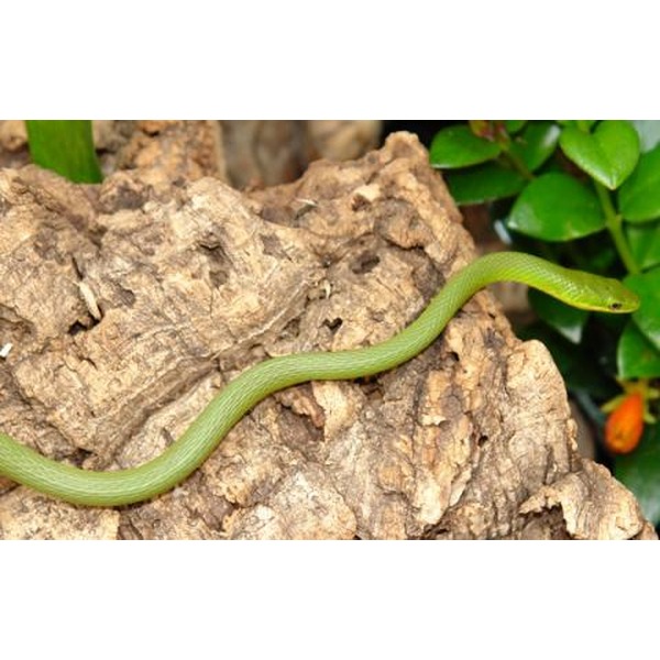 Green snake winds over a textured brown rock with green foliage in the background.