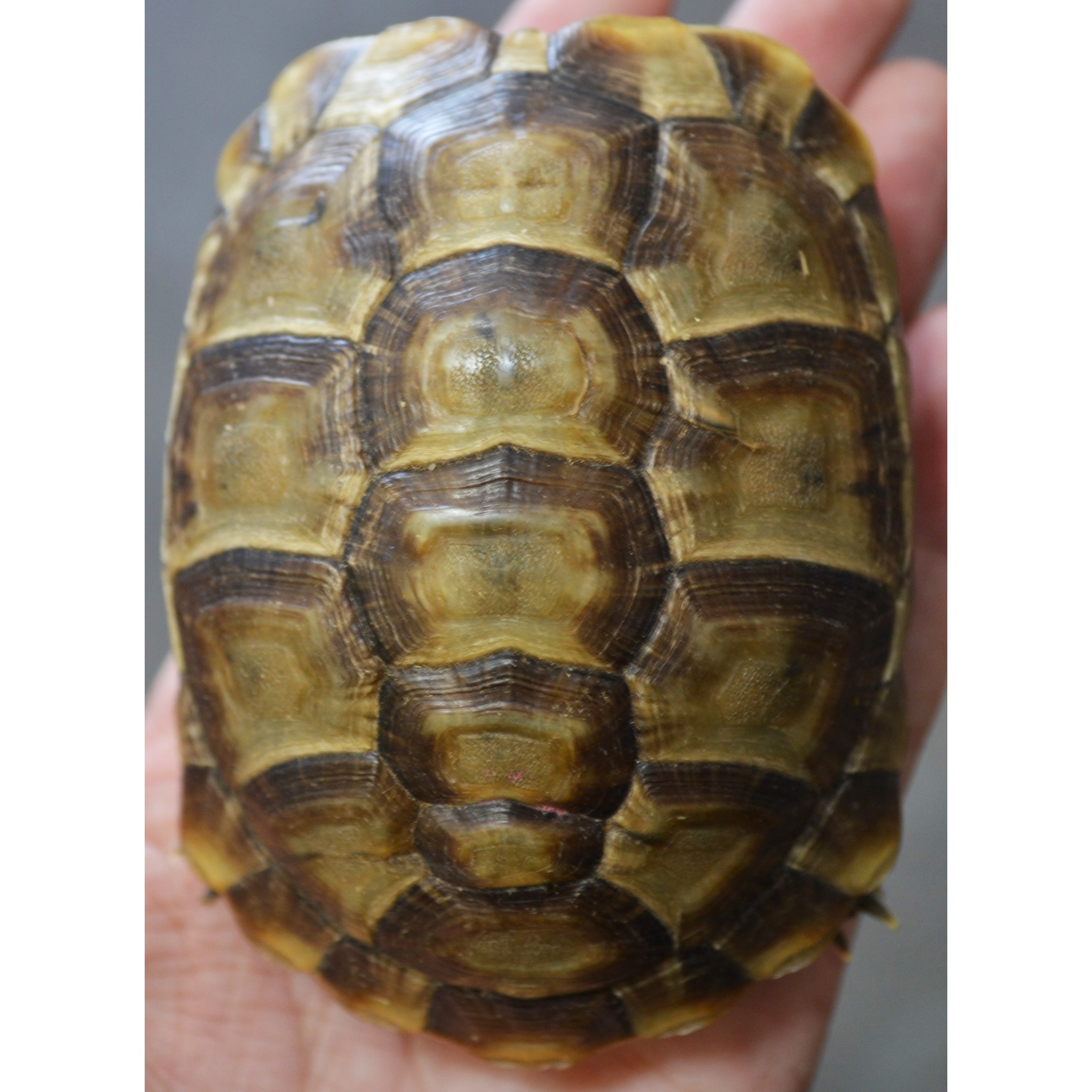 Close-up of a brown-yellow turtle shell with distinct scutes held in a hand.