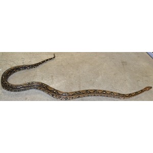 A large, dark-brown patterned snake lying on a gray concrete floor, curving across the ground.