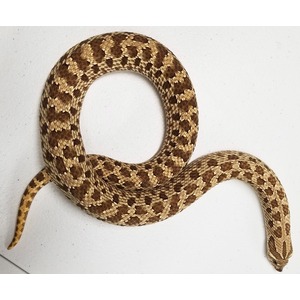 Brown and tan patterned snake coiled in a loose loop on a light surface.